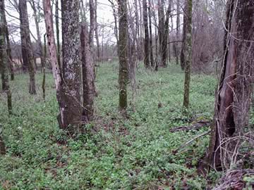 Original Gum Hill Church Cemetery photo