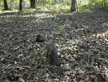 Unnamed graves on old Myrick property photo