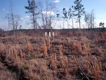 Harris Cemetery photo