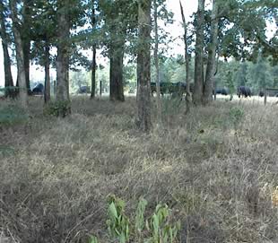 Unnamed Cemetery #11 on northern Centennial Road photo